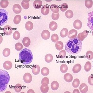 Basic and medical immunology